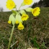 Küchenschellen Pfullingen 01.04.2016