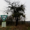 Küchenschellen Pfullingen 01.04.2016