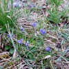 Küchenschellen Pfullingen 01.04.2016