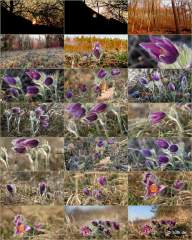 Küchenschellen Pfullingen 20.03.2015