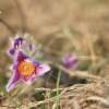 Küchenschellen Pfullingen 20.03.2015