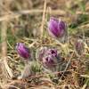 Küchenschellen Pfullingen 20.03.2015