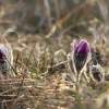 Küchenschellen Pfullingen 20.03.2015