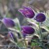 Küchenschellen Pfullingen 20.03.2015