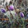 Küchenschellen Pfullingen 20.03.2015