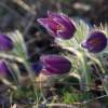 Küchenschellen Pfullingen 20.03.2015