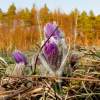 Küchenschellen Pfullingen 20.03.2015