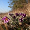 Küchenschellen Pfullingen 20.03.2015