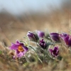 Küchenschellen Pfullingen 20.03.2015