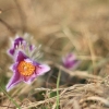 Küchenschellen Pfullingen 20.03.2015