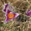 Küchenschellen Pfullingen 20.03.2015