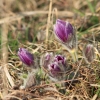Küchenschellen Pfullingen 20.03.2015