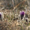 Küchenschellen Pfullingen 20.03.2015