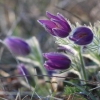 Küchenschellen Pfullingen 20.03.2015