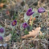 Küchenschellen Pfullingen 20.03.2015