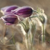Küchenschellen Pfullingen 20.03.2015