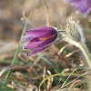 Küchenschellen Pfullingen 20.03.2015