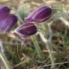 Küchenschellen Pfullingen 20.03.2015
