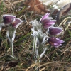 Küchenschellen Pfullingen 20.03.2015