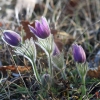 Küchenschellen Pfullingen 20.03.2015