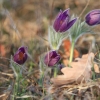 Küchenschellen Pfullingen 20.03.2015
