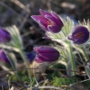 Küchenschellen Pfullingen 20.03.2015