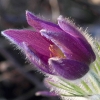 Küchenschellen Pfullingen 20.03.2015