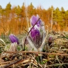 Küchenschellen Pfullingen 20.03.2015