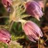 Küchenschellen Pfullingen 27.03.2015