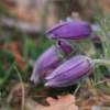 Küchenschellen Pfullingen 27.03.2015