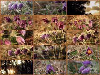 Küchenschellen Pfullingen 27.03.2015