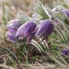 Küchenschellen Pfullingen 27.03.2015