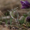 Küchenschellen Pfullingen 27.03.2015