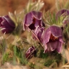 Küchenschellen Pfullingen 27.03.2015