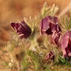 Küchenschellen Pfullingen 27.03.2015