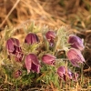 Küchenschellen Pfullingen 27.03.2015
