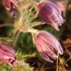 Küchenschellen Pfullingen 27.03.2015