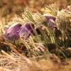 Küchenschellen Pfullingen 27.03.2015
