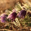 Küchenschellen Pfullingen 27.03.2015