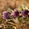 Küchenschellen Pfullingen 27.03.2015