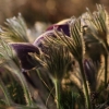 Küchenschellen Pfullingen 27.03.2015