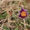 Küchenschellen Pfullingen 27.03.2015