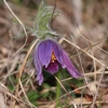 Küchenschellen Pfullingen 27.03.2015