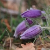 Küchenschellen Pfullingen 27.03.2015