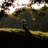Kunstfluglehrgang Fliegergruppe Hülben e.V. 03.10.2010