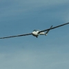 Kunstfluglehrgang Fliegergruppe Hülben e.V. 03.10.2010