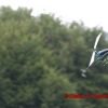 1dfh_0012