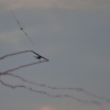 Modellflugmesse Hülben 10.09.2021