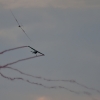 Modellflugmesse Hülben 10.09.2021
