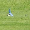 Modell-Flugschau Sport- und Segelfliegerclub Bad Waldsee- Reute e.V.
